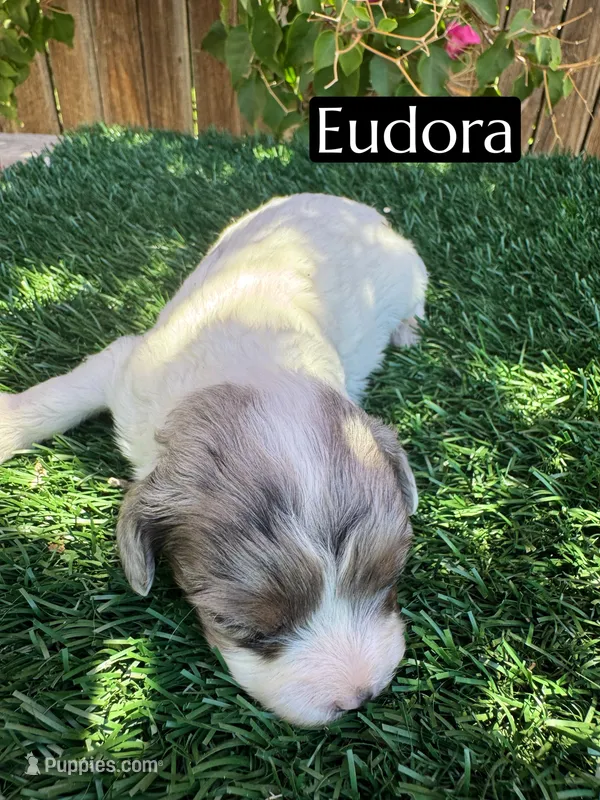 Eudoria – Cavapoo puppy for sale in Bakersfield, CA