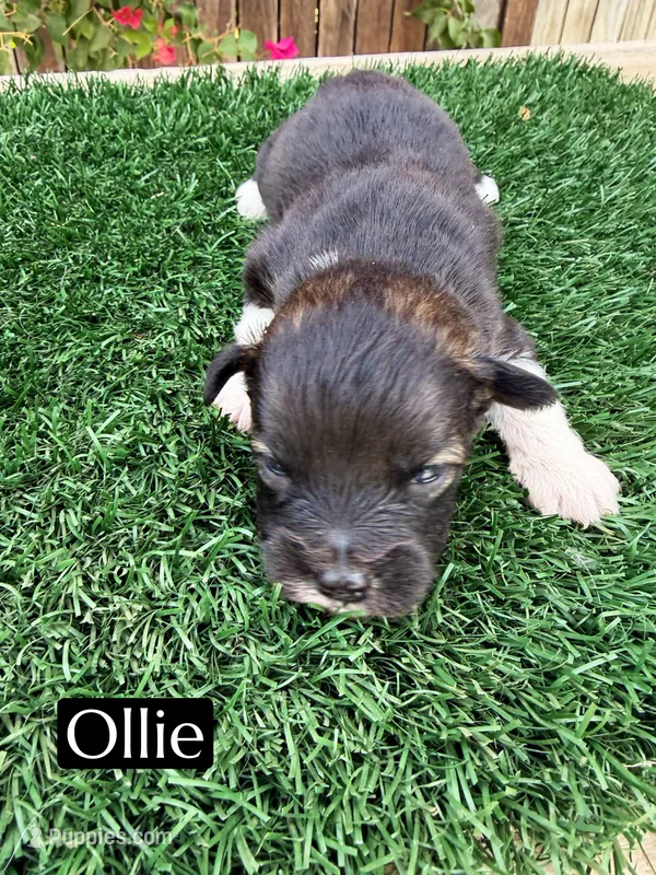 Ollie (8-10 lbs) – Miniature Aussiedoodle puppy for sale in Bakersfield, CA