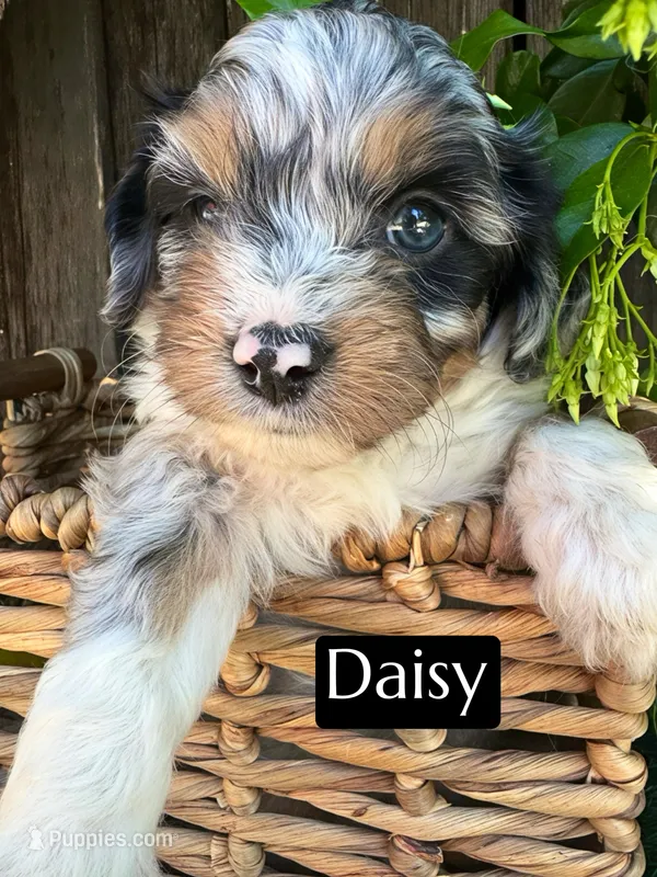 Daisy (10-12 lbs) – Miniature Aussiedoodle puppy on hold in Bakersfield, CA