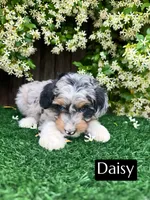 Daisy (10-12 lbs), a female Miniature Aussiedoodle for sale in Bakersfield, CA – Photo 2 of 3