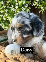 Daisy (10-12 lbs), a female Miniature Aussiedoodle for sale in Bakersfield, CA – Photo 3 of 3