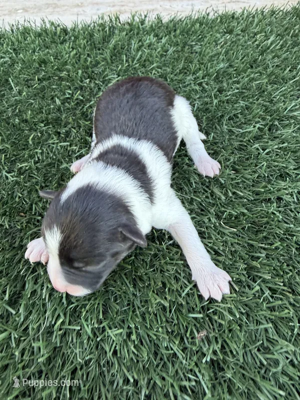 Ed Sheeran (10 lbs) – Miniature Aussiedoodle puppy for sale in Bakersfield, CA