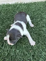 Ed Sheeran (10 lbs), a male Miniature Aussiedoodle for sale in Bakersfield, CA – 1 of 1