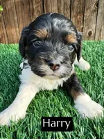 Harry (15 lbs), a male Cavapoo for sale in Bakersfield, CA – Photo 2 of 5