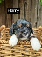 Harry (15 lbs), a male Cavapoo for sale in Bakersfield, CA – Photo 1 of 5