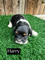 Harry (15 lbs), a male Cavapoo for sale in Bakersfield, CA – Photo 3 of 5