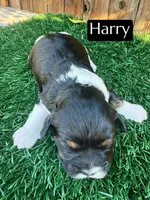 Harry (15 lbs), a male Cavapoo for sale in Bakersfield, CA – Photo 4 of 5