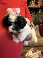 Kaki, a female Havanese and Shih Tzu for sale in Point, TX – 4 of 5