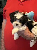 Popi , a male Havanese and Shih Tzu for sale in Point, TX – 6 of 6