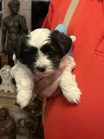 Bevo, a male Havanese and Shih Tzu for sale in Point, TX – 5 of 6