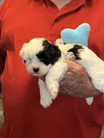 Zeke, a male Havanese and Shih Tzu for sale in Point, TX – 5 of 6