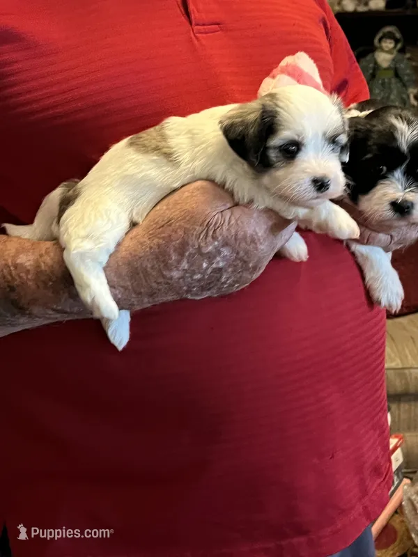 Remi – Havanese, Shih Tzu puppy for sale in Point, TX