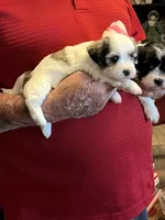 Remi, a female Havanese and Shih Tzu for sale in Point, TX – 1 of 8