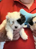 Zeke, a male Havanese and Shih Tzu for sale in Point, TX – 2 of 6
