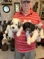 Lako, a female Havanese and Shih Tzu for sale in Point, TX – 6 of 6