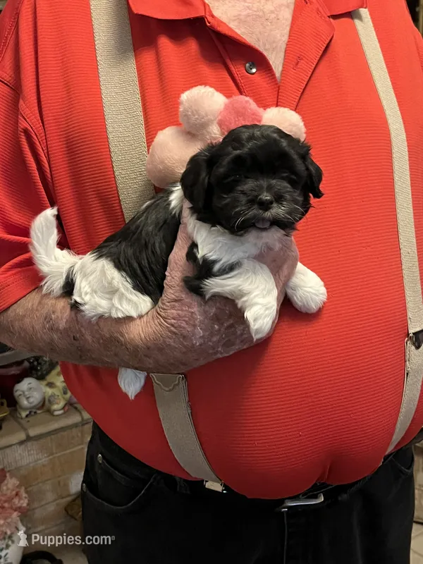 Yuma – Havanese, Shih Tzu puppy for sale in Point, TX