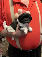 Yuma, a female Havanese and Shih Tzu for sale in Point, TX – 1 of 7