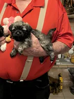 Niki, a female Havanese and Shih Tzu for sale in Point, TX – 3 of 5