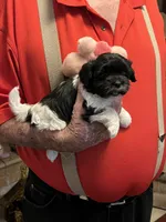 Yuma, a female Havanese and Shih Tzu for sale in Point, TX – 4 of 7
