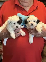 Zeke, a male Havanese and Shih Tzu for sale in Point, TX – 4 of 6