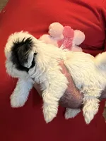 Mika , a female Havanese and Shih Tzu for sale in Point, TX – 4 of 6