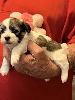 Ruby, a female Havanese and Shih Tzu for sale in Point, TX – 3 of 6