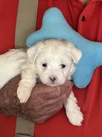 Snow, a male Havanese and Shih Tzu for sale in Point, TX – Photo 2 of 3