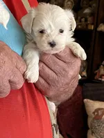 Snow, a male Havanese and Shih Tzu for sale in Point, TX – Photo 3 of 3