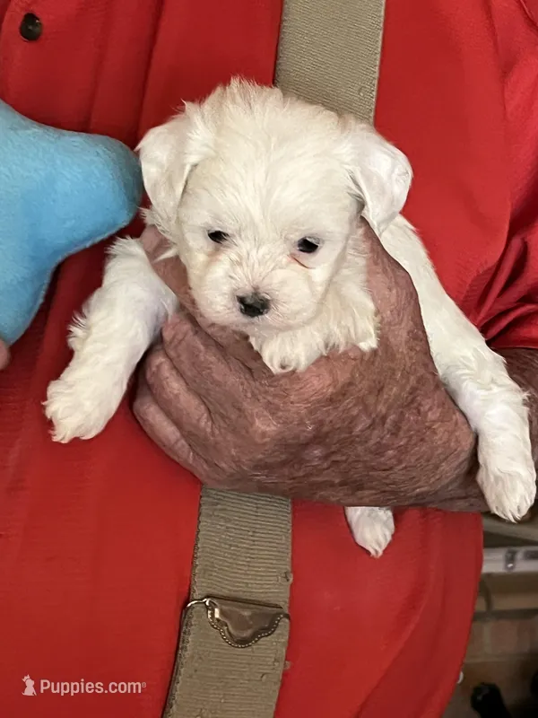 Snow – Havanese, Shih Tzu puppy for sale in Point, TX