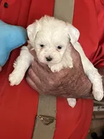 Snow, a male Havanese and Shih Tzu for sale in Point, TX – Photo 1 of 3