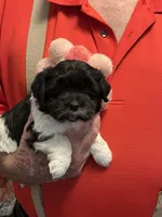 Yuma, a female Havanese and Shih Tzu for sale in Point, TX – 3 of 7