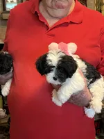 Kaki, a female Havanese and Shih Tzu for sale in Point, TX – 1 of 5