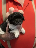 Yuma, a female Havanese and Shih Tzu for sale in Point, TX – 2 of 7