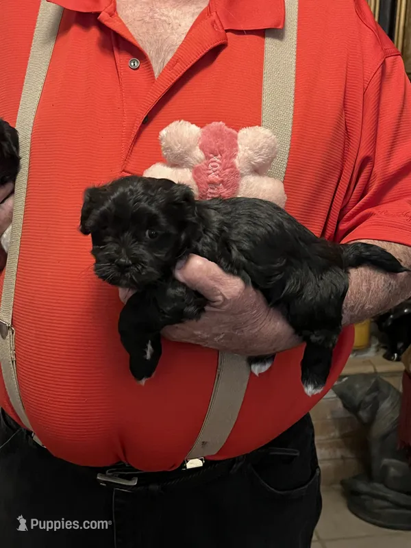 Zura – Havanese, Shih Tzu puppy for sale in Point, TX