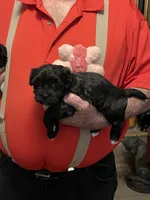 Zura, a female Havanese and Shih Tzu for sale in Point, TX – 1 of 6
