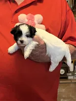 Niki, a female Havanese and Shih Tzu for sale in Point, TX – 3 of 6