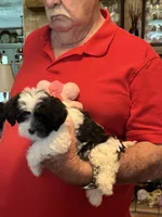 Kaki, a female Havanese and Shih Tzu for sale in Point, TX – 3 of 5