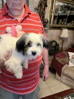 Koko, a female Havanese and Shih Tzu for sale in Point, TX – 1 of 4