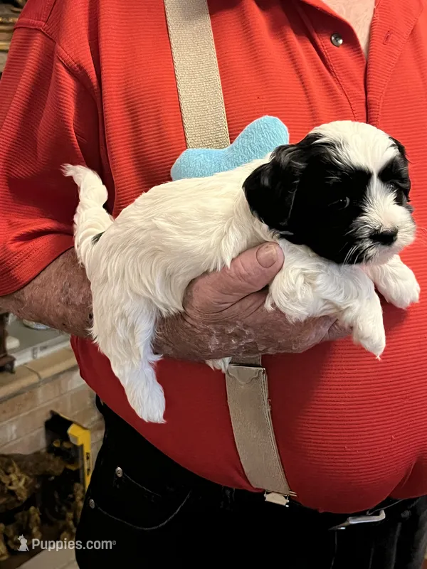 Bevo – Havanese, Shih Tzu puppy for sale in Point, TX