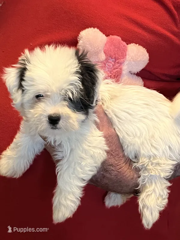 Mika  – Havanese, Shih Tzu puppy for sale in Point, TX