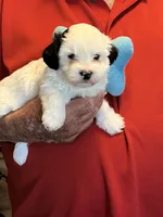 Poki, a male Havanese and Shih Tzu for sale in Point, TX – 3 of 5
