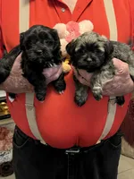 Niki, a female Havanese and Shih Tzu for sale in Point, TX – 5 of 5