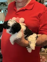 Kaki, a female Havanese and Shih Tzu for sale in Point, TX – 2 of 5