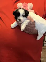 Niki, a female Havanese and Shih Tzu for sale in Point, TX – 4 of 6