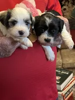 Remi, a female Havanese and Shih Tzu for sale in Point, TX – 5 of 8
