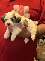 Remi, a female Havanese and Shih Tzu for sale in Point, TX – 7 of 8