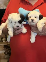 Poki, a male Havanese and Shih Tzu for sale in Point, TX – 5 of 5