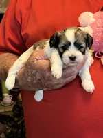 Ruby, a female Havanese and Shih Tzu for sale in Point, TX – 6 of 6