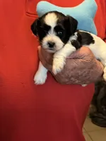 Niko, a male Havanese and Shih Tzu for sale in Point, TX – 4 of 5