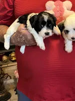 Rene, a female Havanese and Shih Tzu for sale in Point, TX – 4 of 8